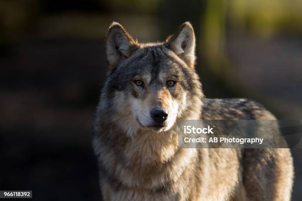 Loup Gris Grey Wolf Stock Photo - Download Image Now - Wolf, Gray Wolf, Dog