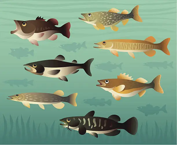 Vector illustration of game fishes