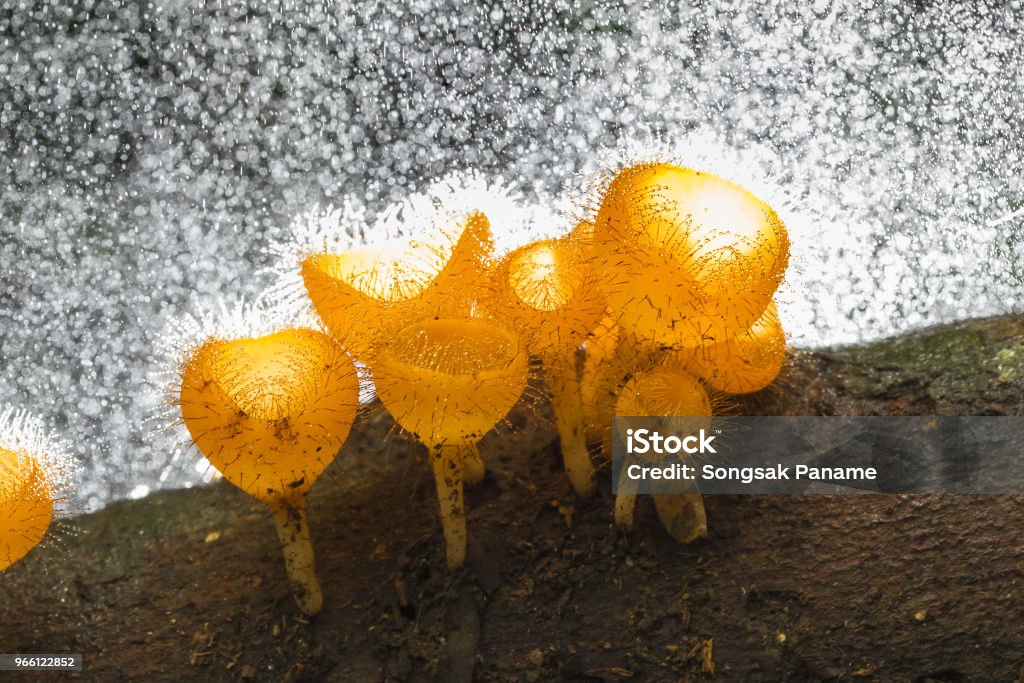 Грибы Кубок шампанского гриб в тропических лесах - Стоковые фото Без людей роялти-фри