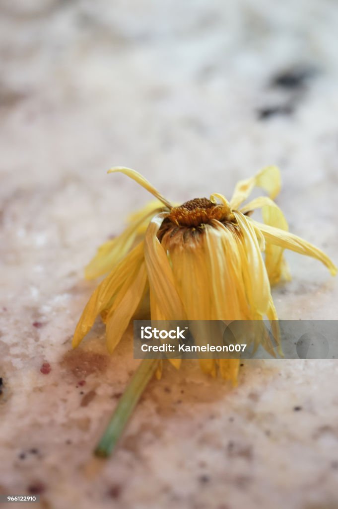 trockenen daisy - Lizenzfrei Abgestorbene Pflanze Stock-Foto