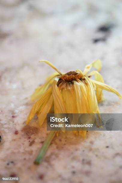 Trockenen Daisy Stockfoto und mehr Bilder von Abgestorbene Pflanze - Abgestorbene Pflanze, Alterungsprozess, Ausgedörrt