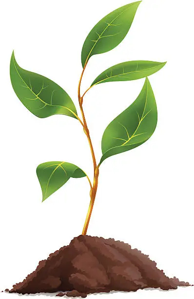 Vector illustration of Plant