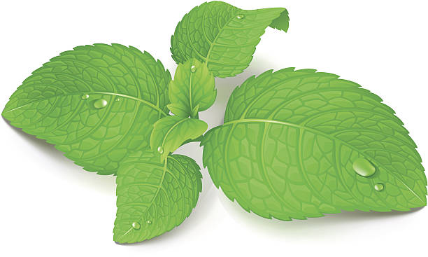 As Vector illustration of mint leaf. spearmint stock illustrations