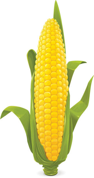 кукурузный - corn on the cob stock illustrations