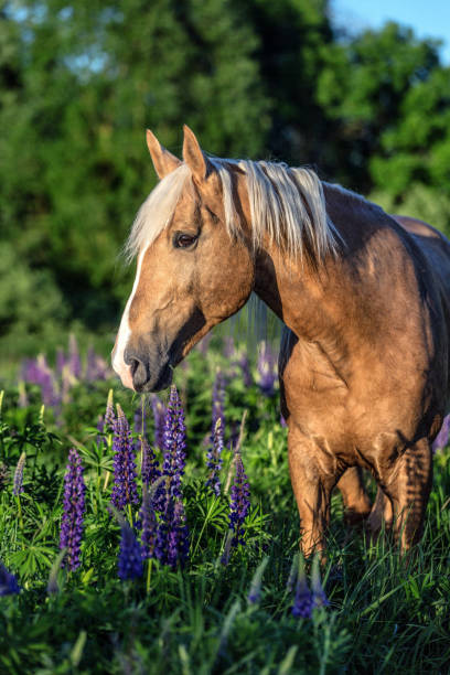 istock Beautiful Palomino horse ruuning free. 966130794