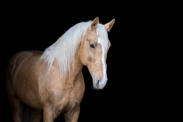 istock Palomino horse on black background. 966130834