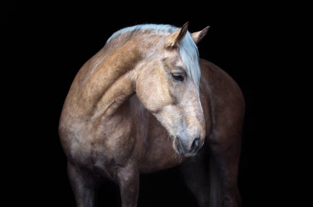 istock Palomino horse on black background. 966130956