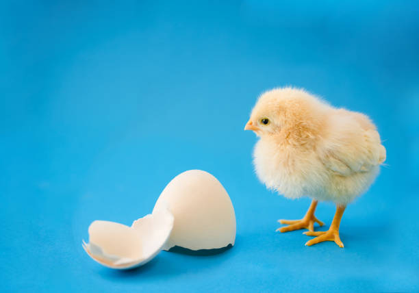 istock Newborn yellow chicken and broken eggs 966141528