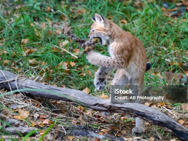 Lynx Stockfoto und mehr Bilder von Deutschland - Deutschland, Einzelnes Tier, Eurasischer Luchs