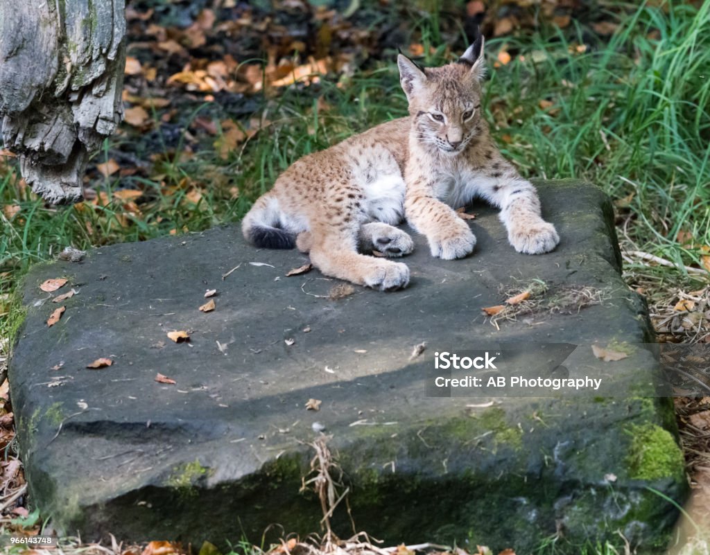 lince - Foto stock royalty-free di Ambientazione esterna