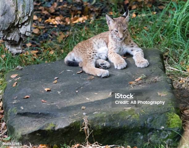 Lince - Fotografie stock e altre immagini di Ambientazione esterna - Ambientazione esterna, Animale, Animale selvatico