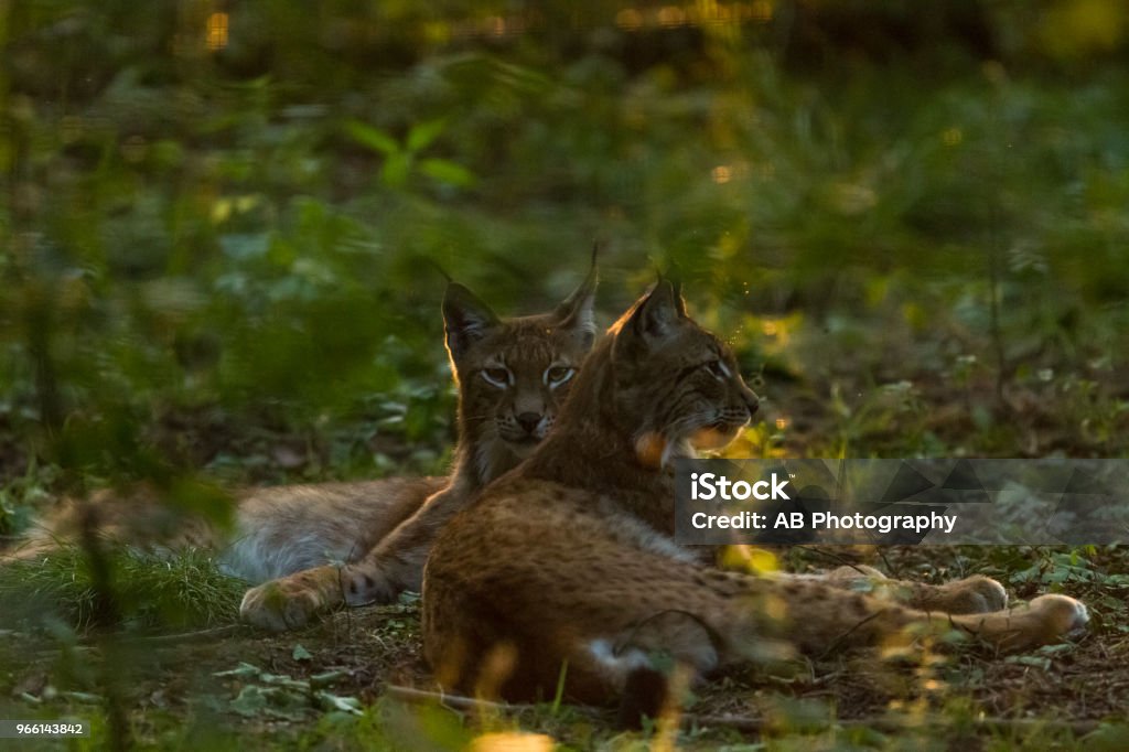 Lynx - Lizenzfrei Deutschland Stock-Foto