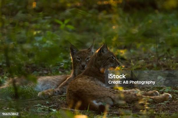 Lynx Stockfoto und mehr Bilder von Deutschland - Deutschland, Einzelnes Tier, Eurasischer Luchs