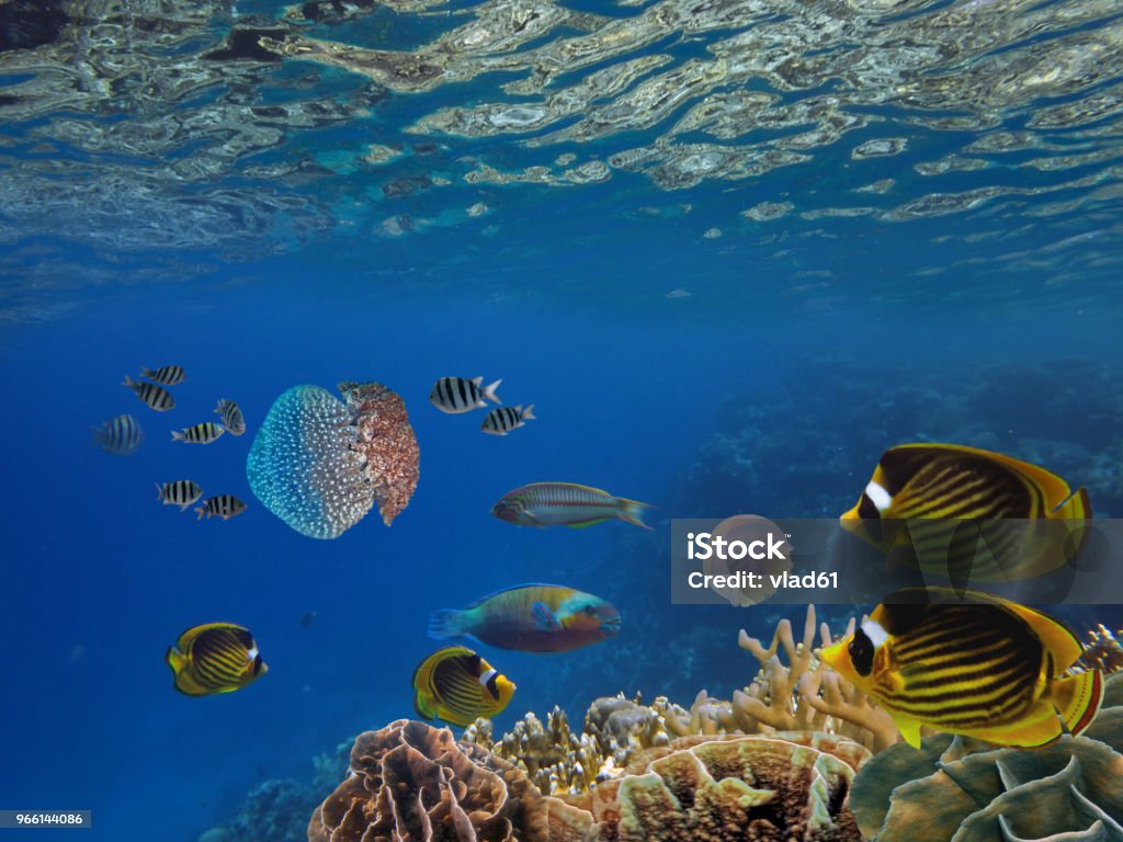 Косяк рыбы и гигантских медуз - Стоковые фото Бали роялти-фри