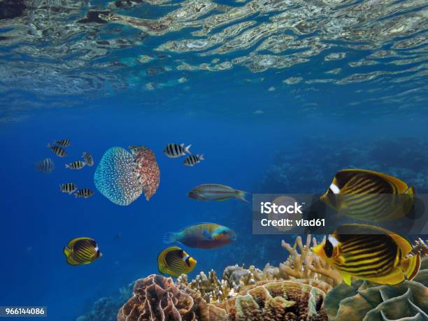 Косяк Рыбы И Гигантских Медуз — стоковые фотографии и другие картинки Бали - Бали, Без людей, Вода