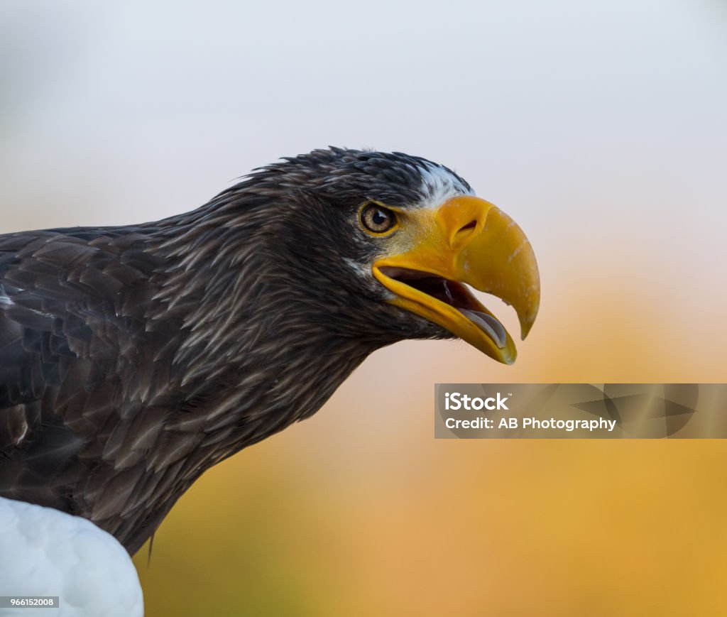 Орел Стеллера - морской орел-стеллер - Стоковые фото Белоплечий орлан роялти-фри