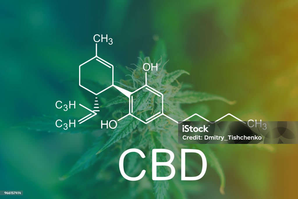 CBD Chemical Formula, shot with sugar trichomes cbd thc, concepts of grow and use of marijuana for medicinal purposes. Concepts legalizing weed Beautiful buds before harvest. cannabis grow indoor Macro shot with sugar trichomes cbd thc, concepts of grow and use of marijuana for medicinal purposes. Concepts legalizing weed Beautiful buds before harvest. cannabis grow indoor Hemp Stock Photo