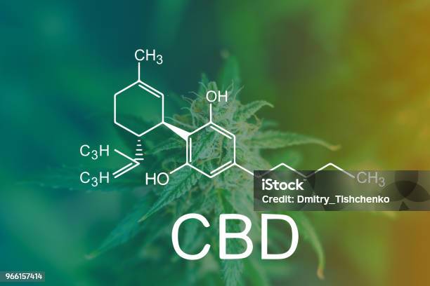 Cbd Chemical Formula Shot With Sugar Trichomes Cbd Thc Concepts Of Grow And Use Of Marijuana For Medicinal Purposes Concepts Legalizing Weed Beautiful Buds Before Harvest Cannabis Grow Indoor Macro Stock Photo - Download Image Now