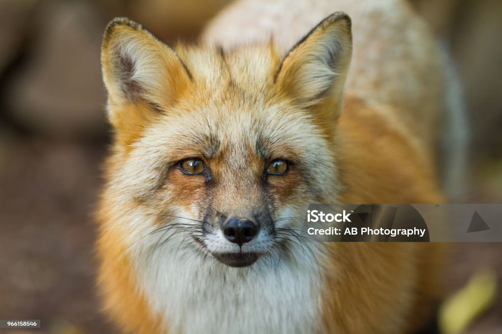 Renard Roux - Red Fox - Royalty-free Bont Stockfoto