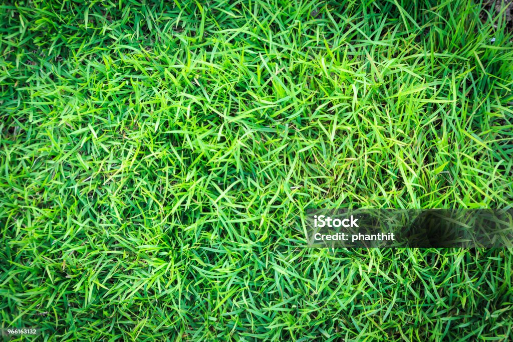 Текстура травы или травяной фон. зеленая трава для поля для гольфа, футбольное поле или спортивный фон концепции дизайна. Натуральная зелен - Стоковые фото Абстрактный роялти-фри