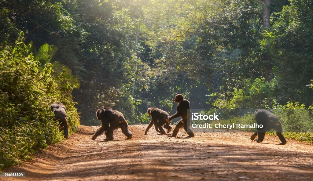 Interesting animal behavior, with a male chimpanzee (pan troglodytes) walking upright, like a human, across a dirt road. The other four chimps are moving in the usual way, with knuckles to the ground. Uganda. A group of five adult chimps crossing a dirt road surrounded by green forest in natural sunlight, the chimps are almost in silhouette. One chimp is walking with human posture. Chimpanzee Stock Photo