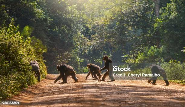 Interesting Animal Behavior With A Male Chimpanzee Walking Upright Like A Human Across A Dirt Road The Other Four Chimps Are Moving In The Usual Way With Knuckles To The Ground Uganda Stock Photo - Download Image Now