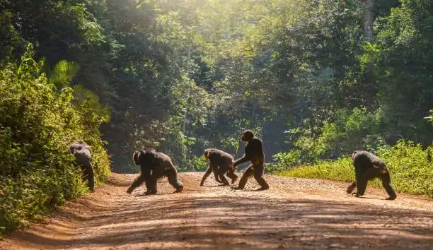 A group of five adult chimps crossing a dirt road surrounded by green forest in natural sunlight, the chimps are almost in silhouette. One chimp is walking with human posture.
