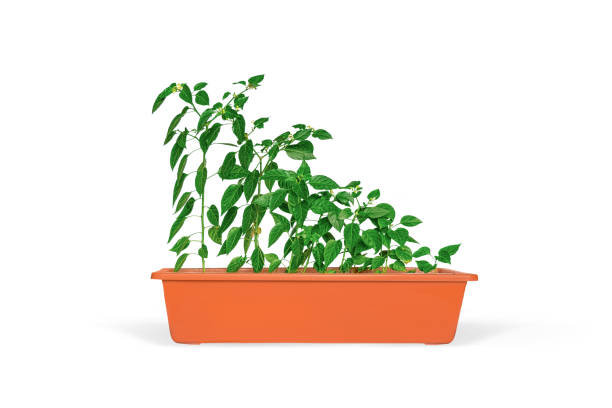 istock Seedlings in a pot isolated over white 966164060