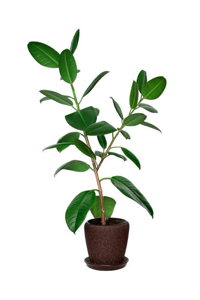 istock Potted ficus tree isolated on white 966164136