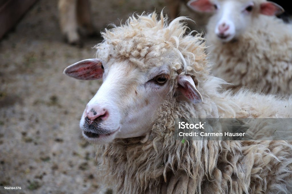 head of a sheep close up of head of a sheep with scraggly wool Agriculture Stock Photo