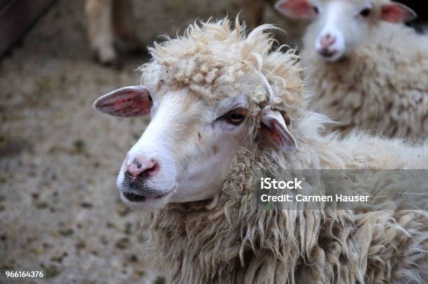 Head Of A Sheep Stock Photo - Download Image Now - Agriculture, Animal, Animal Body Part