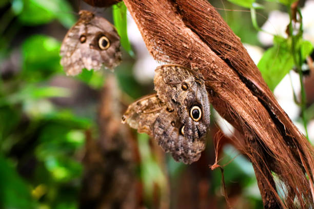 Butterflies resting on a branch in green vegetation.