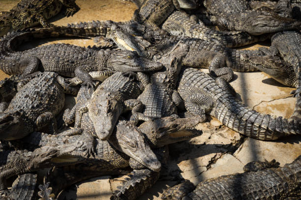 istock Crocodile overlap Next to the green pond 966173598