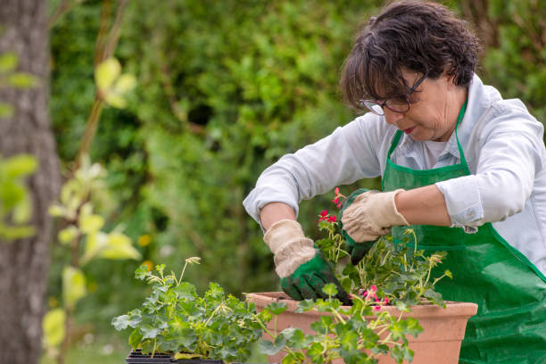 istock a woman with a green apron potting geranium flowers 966174610