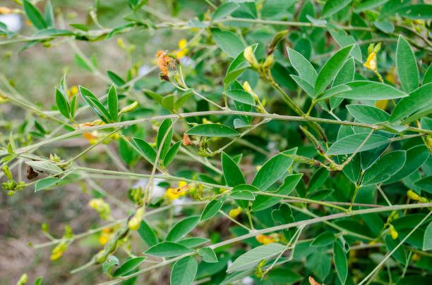 istock Pigeon pea Toor Dal young plant 966178932