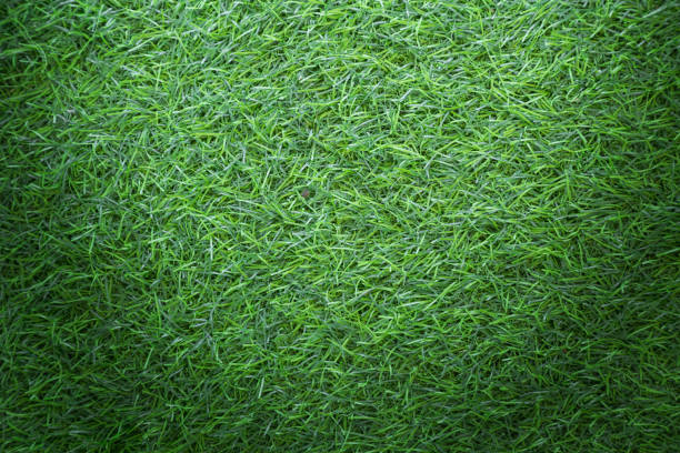 istock Grass texture background for golf course, soccer field or sports concept design. Artificial green grass. 966179310