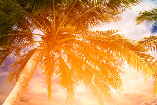 istock coconut palm tree and sky on tropical beach at summer time, Warm tones 966187472