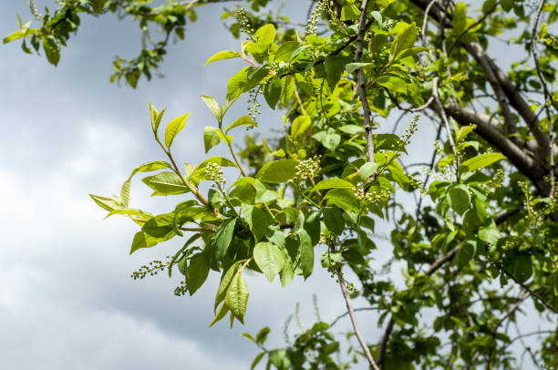 istock Texture of background image, Spring landscape, the first leaves of trees 966187540