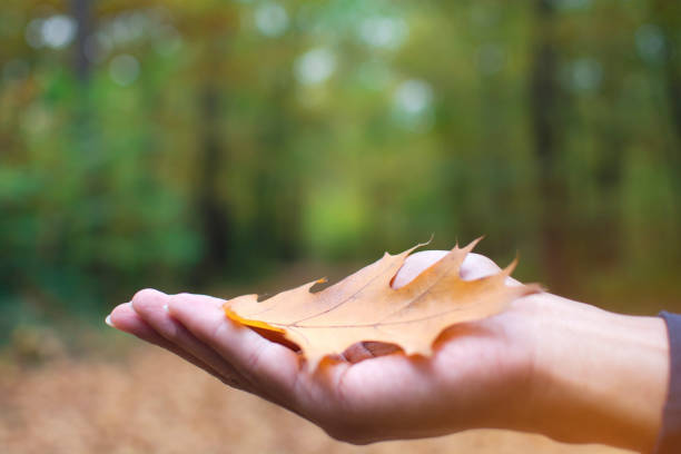istock A man open one hand with brown oak fallen leaf on autumn with bokeh and blurred forest background, Germany, Europe 966188088