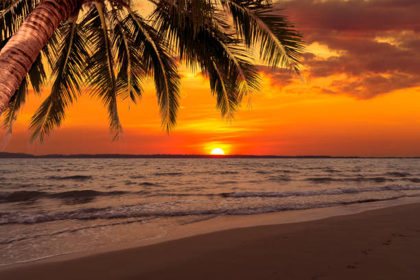 istock Beautiful sunset over the sea with coconut tree at summer time 966188500