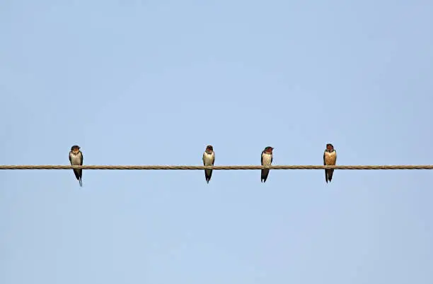 Photo of Birds on Iron Cable