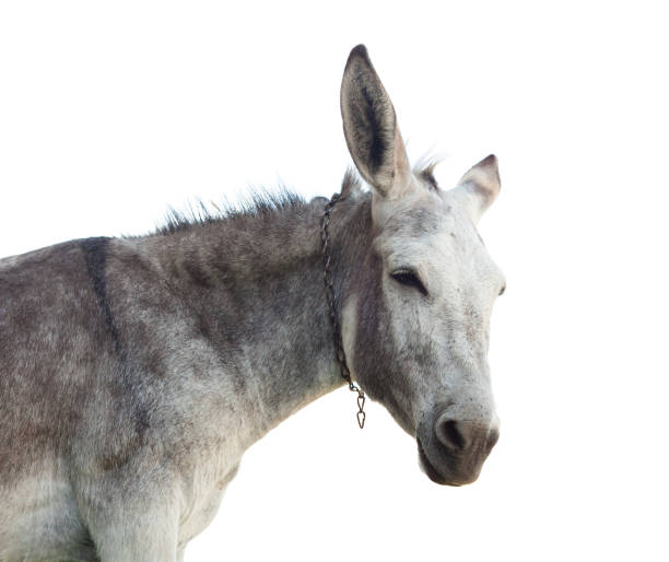 głowa osiołka odizolowana na białym - donkey mule large grazing zdjęcia i obrazy z banku zdjęć