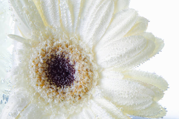 istock Beautiful flower under water 966198646
