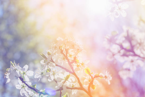 istock White cherry blossoms in spring sun with sky background 966198878