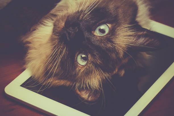 istock Cat lie on the tablet 966198958