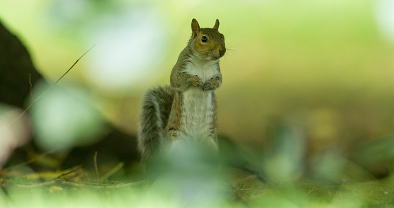 Red squirrel sitting on the ground eating a nut in woodland in Scotland on a summer morning