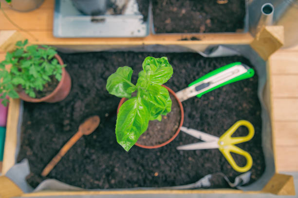 Fresh organic basil in pot. Gardening concept.