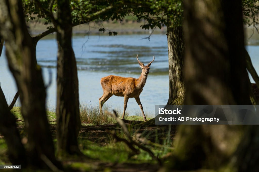 Cerf - Deer Deer in the forest Animal Stock Photo