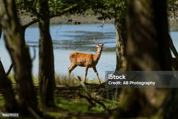 Cerf Deer Stock Photo - Download Image Now - Animal, Animal Body Part, Animal Head