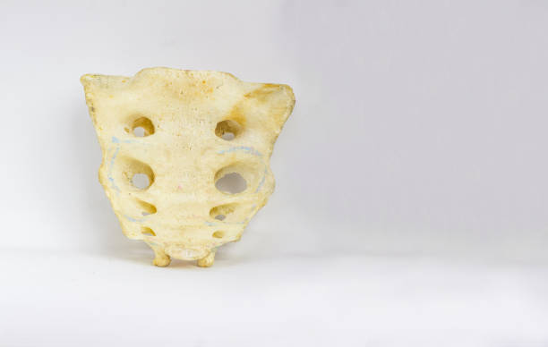 istock human sacrum spine bone isolated in white background with space for text 966219636